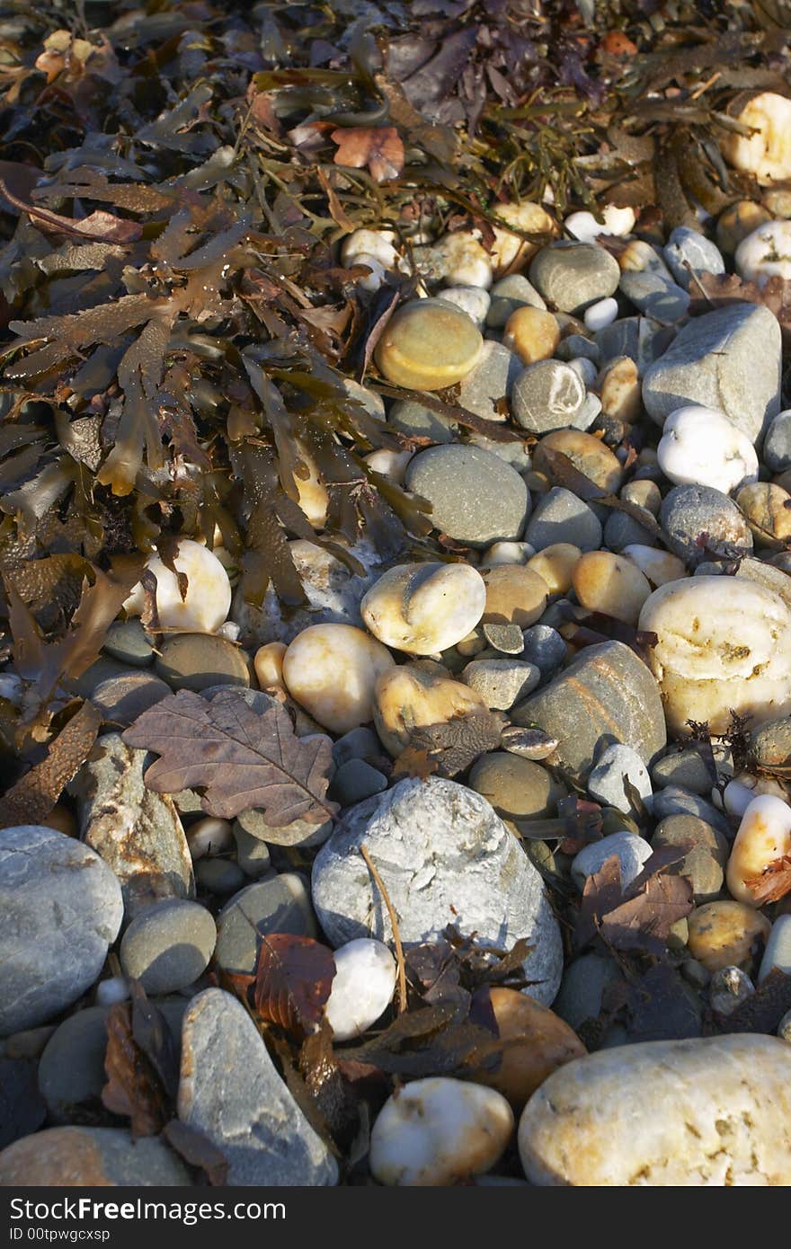 Rocky Beach with Seaweed