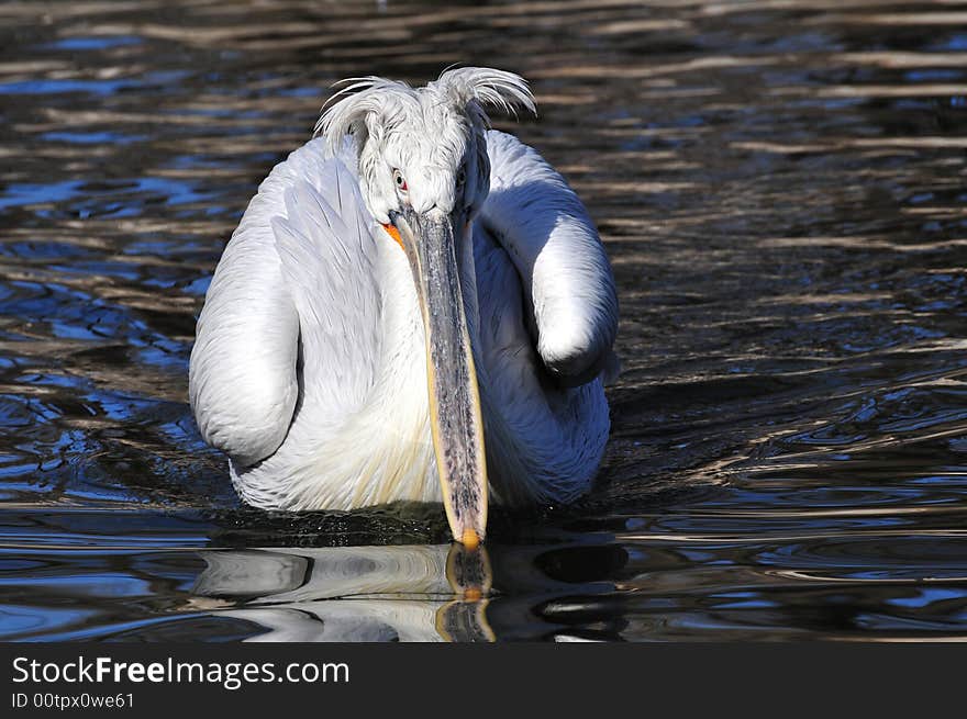 Ship pelican