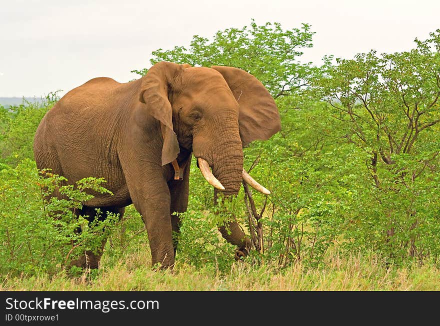 An african elephant grazing and flapping ears.