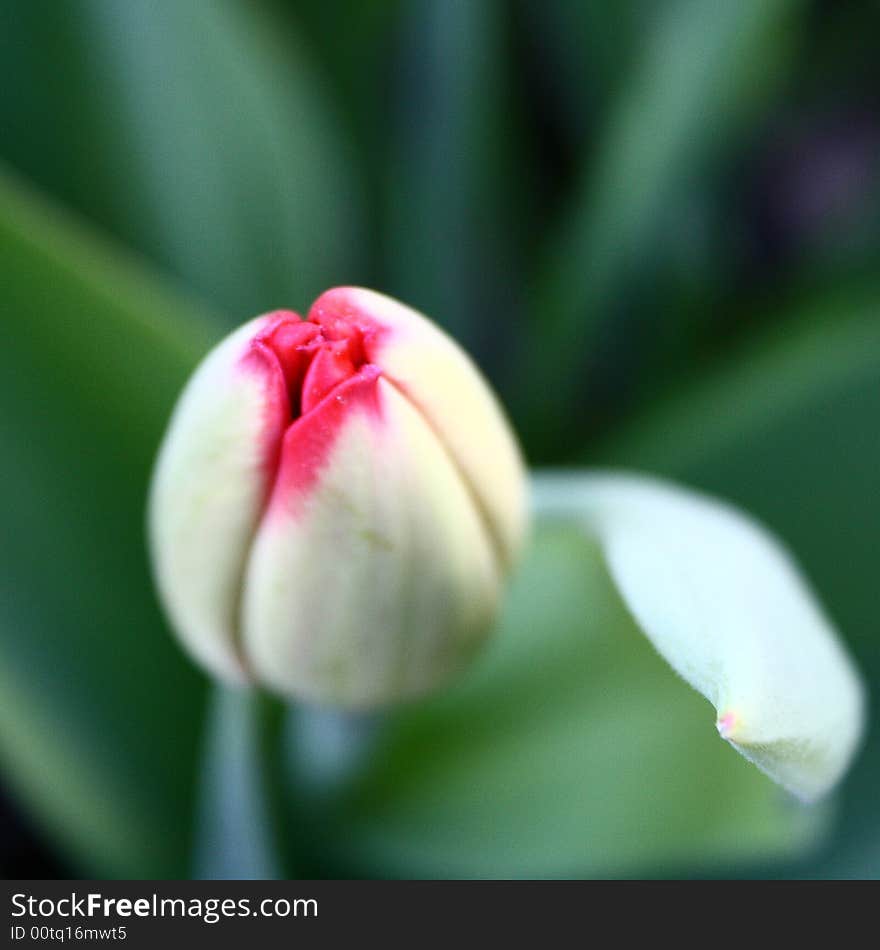 Bocciolo di tulipano Bud of tulip