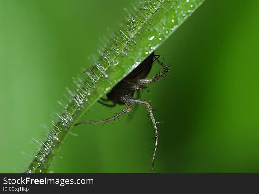 Sprider waiting in ambush under leaf of grass. Sprider waiting in ambush under leaf of grass