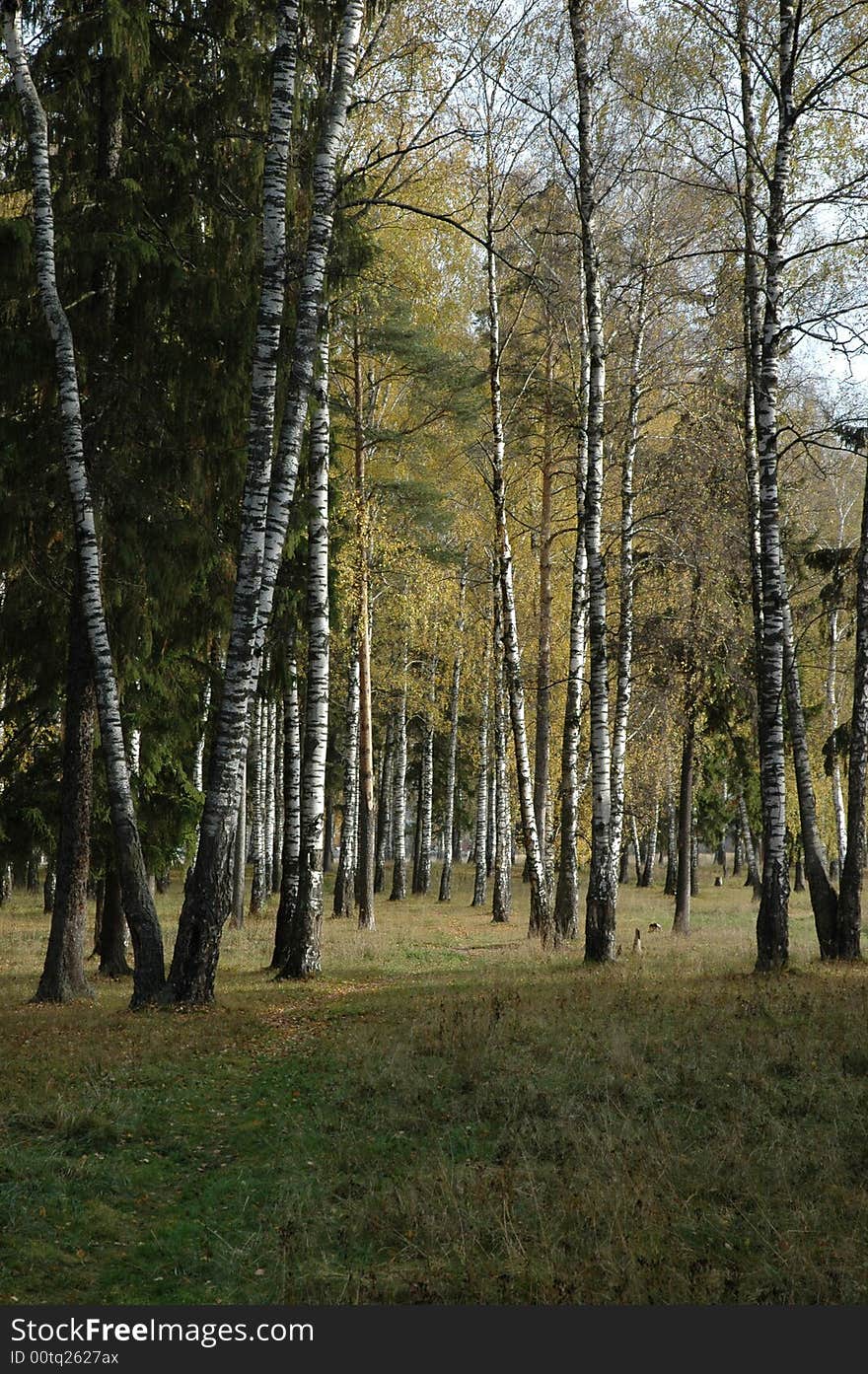 Autumn birch wood in the morning in middle Russia. Autumn birch wood in the morning in middle Russia