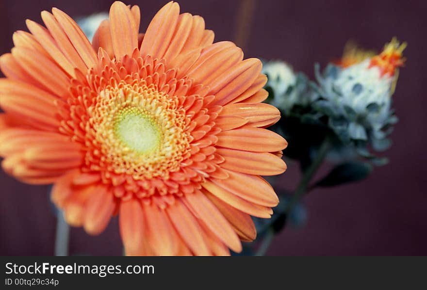 Orange Gerber Daisy