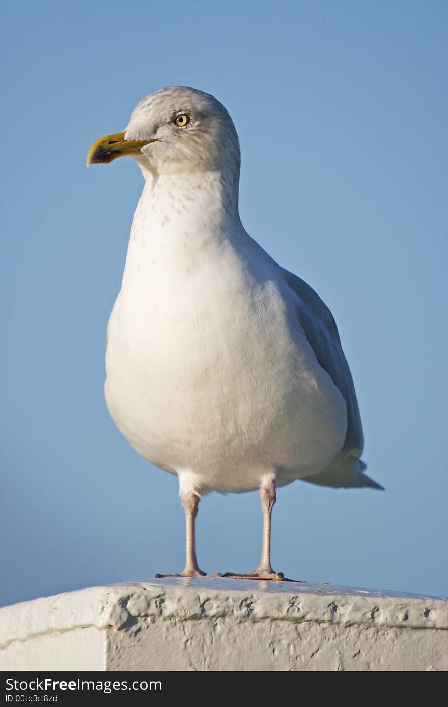 A seagull perched on a pillar. A seagull perched on a pillar.