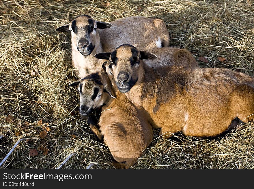 Sheep family in the Fraenkische Schweiz, Germany