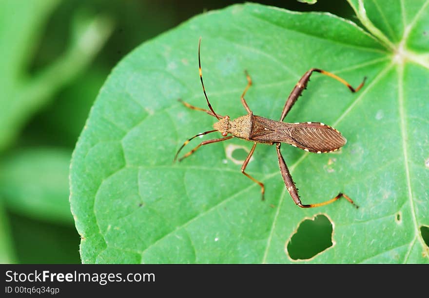 Look out upon shoot of the insect on leaf