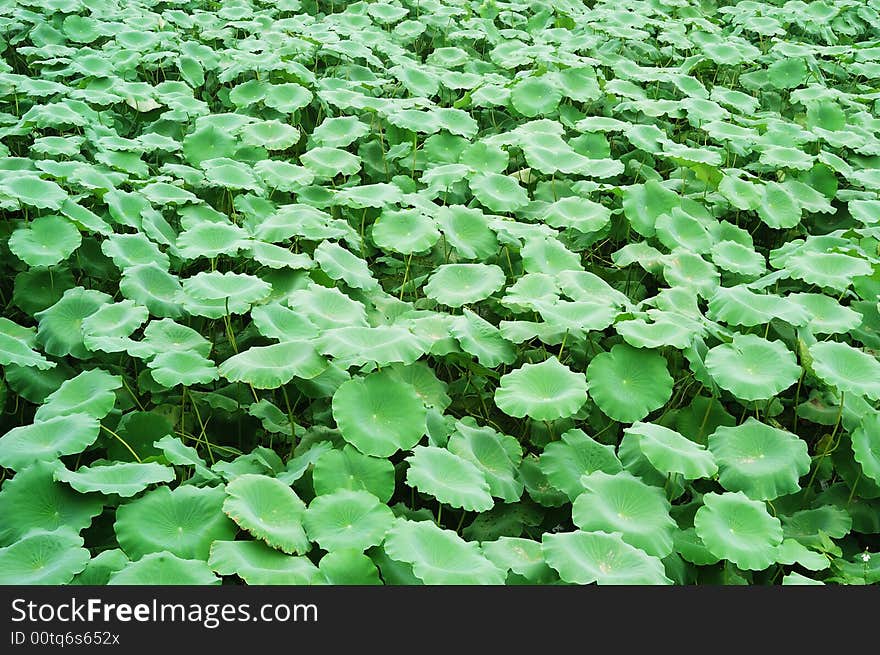 Green lotus leaves of look endless, use to do background