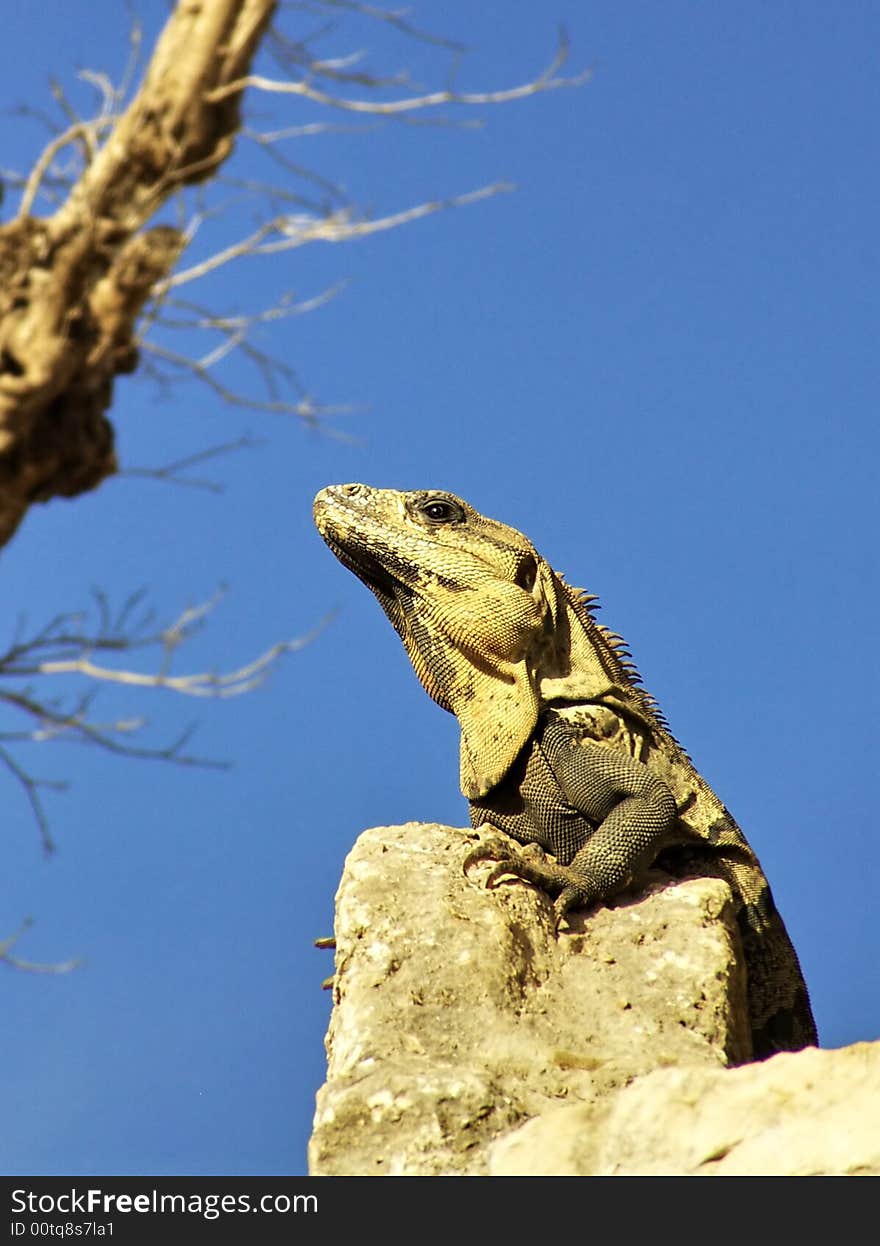 Iguana on rock against blue sky