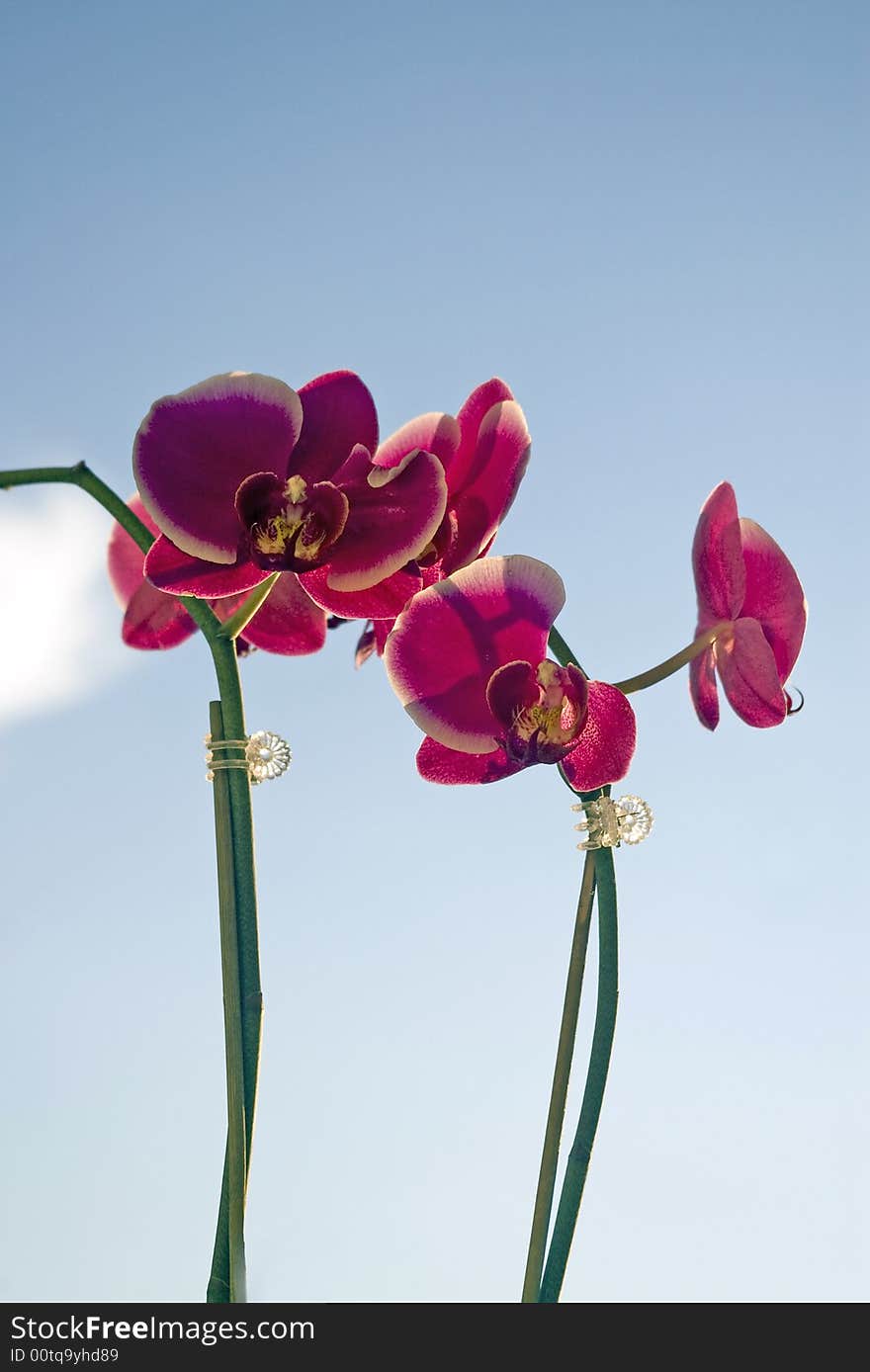 Pink orchids on sky light blue sky background