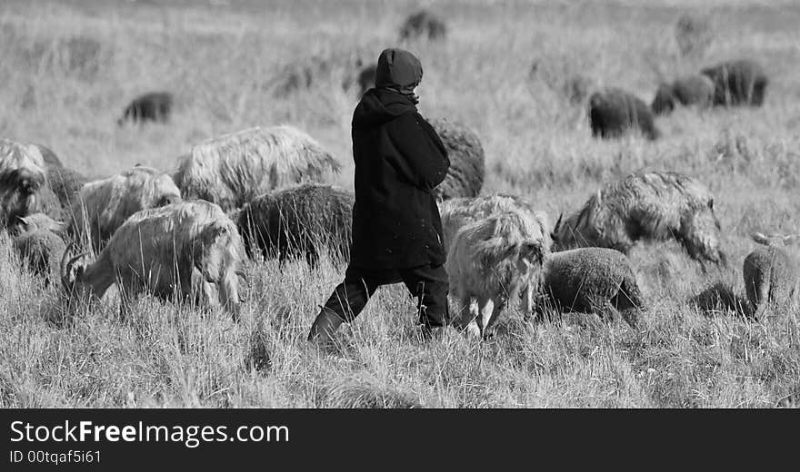 Goats feeding on grass