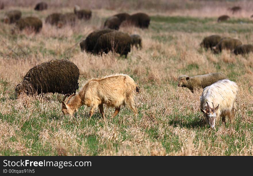 Goats Feeding On Grass