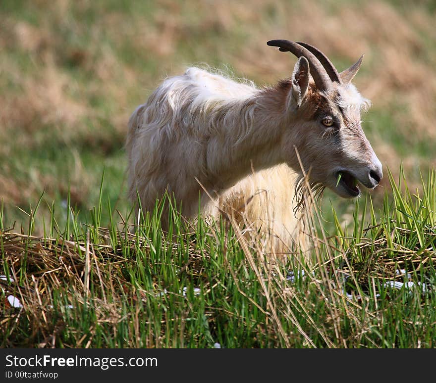 Goats feeding on grass