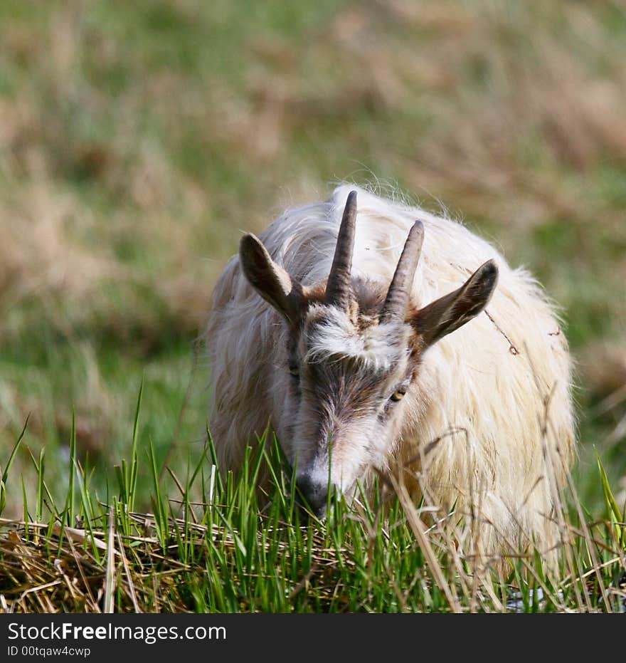 Goats feeding on the grass, Poland. Goats feeding on the grass, Poland