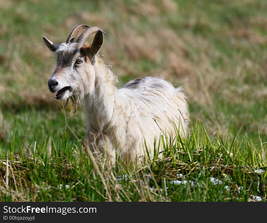 Goats feeding on the grass, Poland. Goats feeding on the grass, Poland