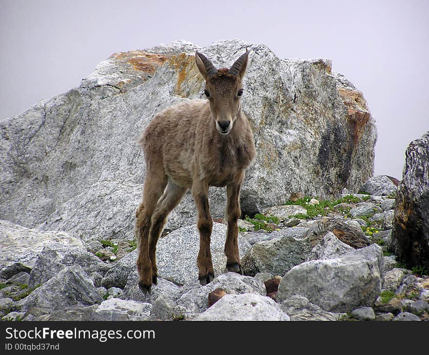 Young mountain goat in Bezengi (Caucasus)