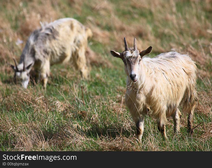 Goats feeding on grass