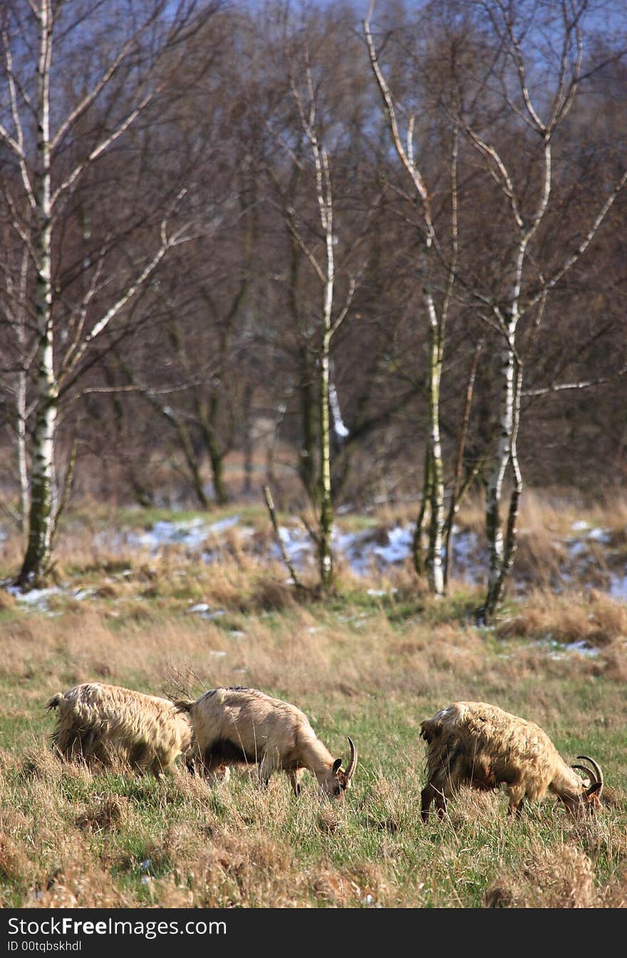 Goats feeding on grass