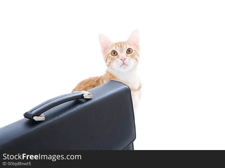 Red cat with the handbag isolated on a white background