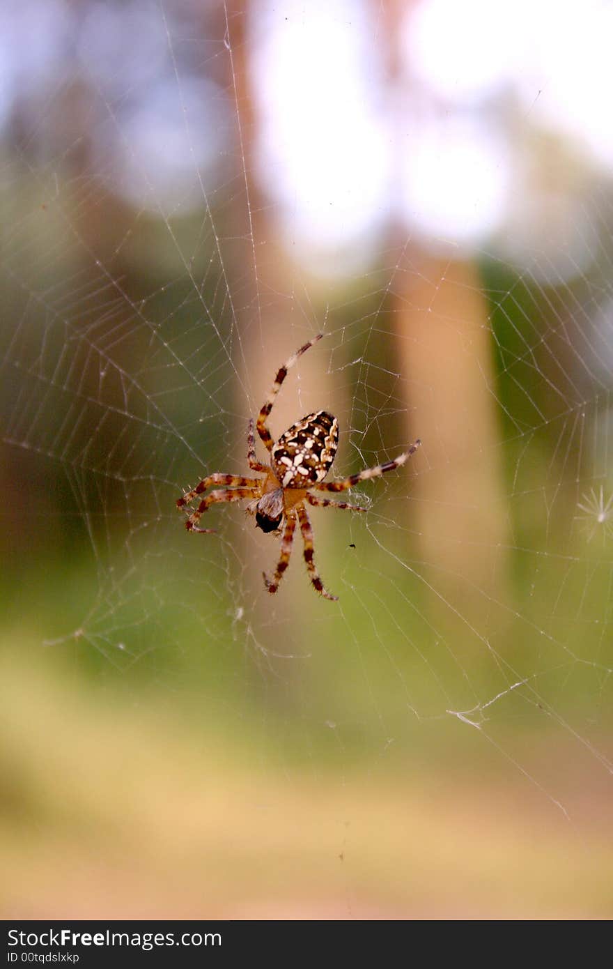 The spider - crusader in a web, a background is washed away