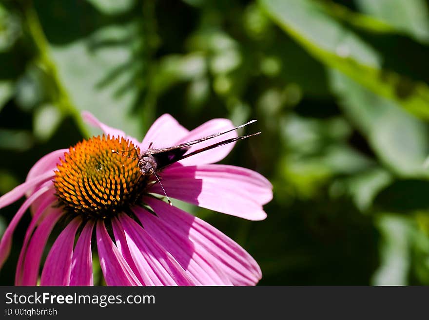 Pink daisy with sharp focus on eyes of moth (butterfly) resting upon it. Pink daisy with sharp focus on eyes of moth (butterfly) resting upon it