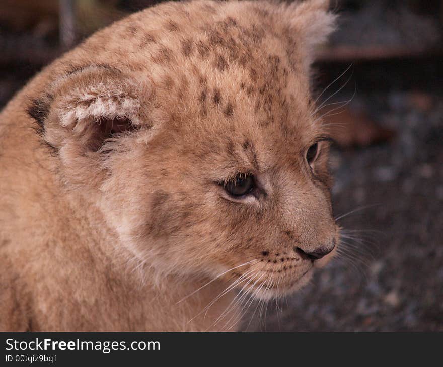 Picture of a lion cub