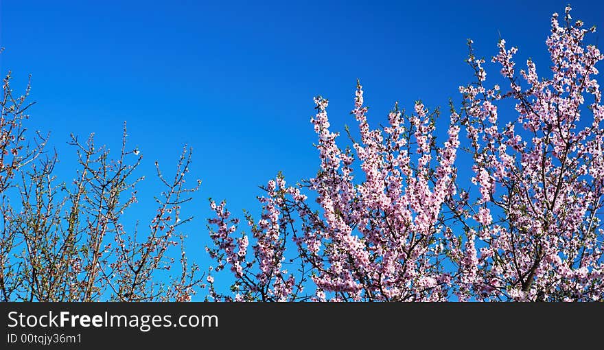 Pink blossom under springtime blue sky. Pink blossom under springtime blue sky