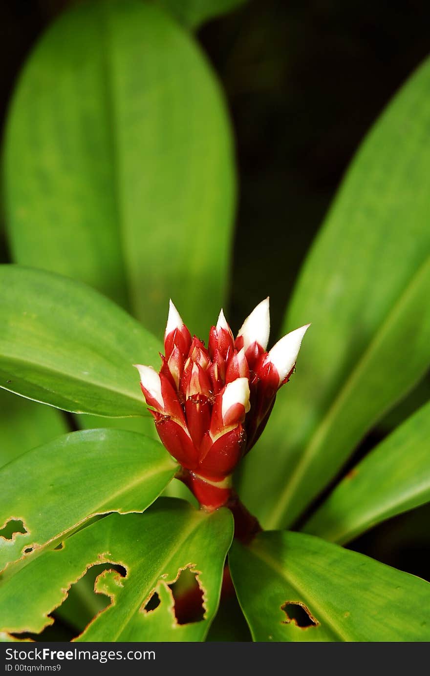 Close up of a wild flower from in a rain forrest