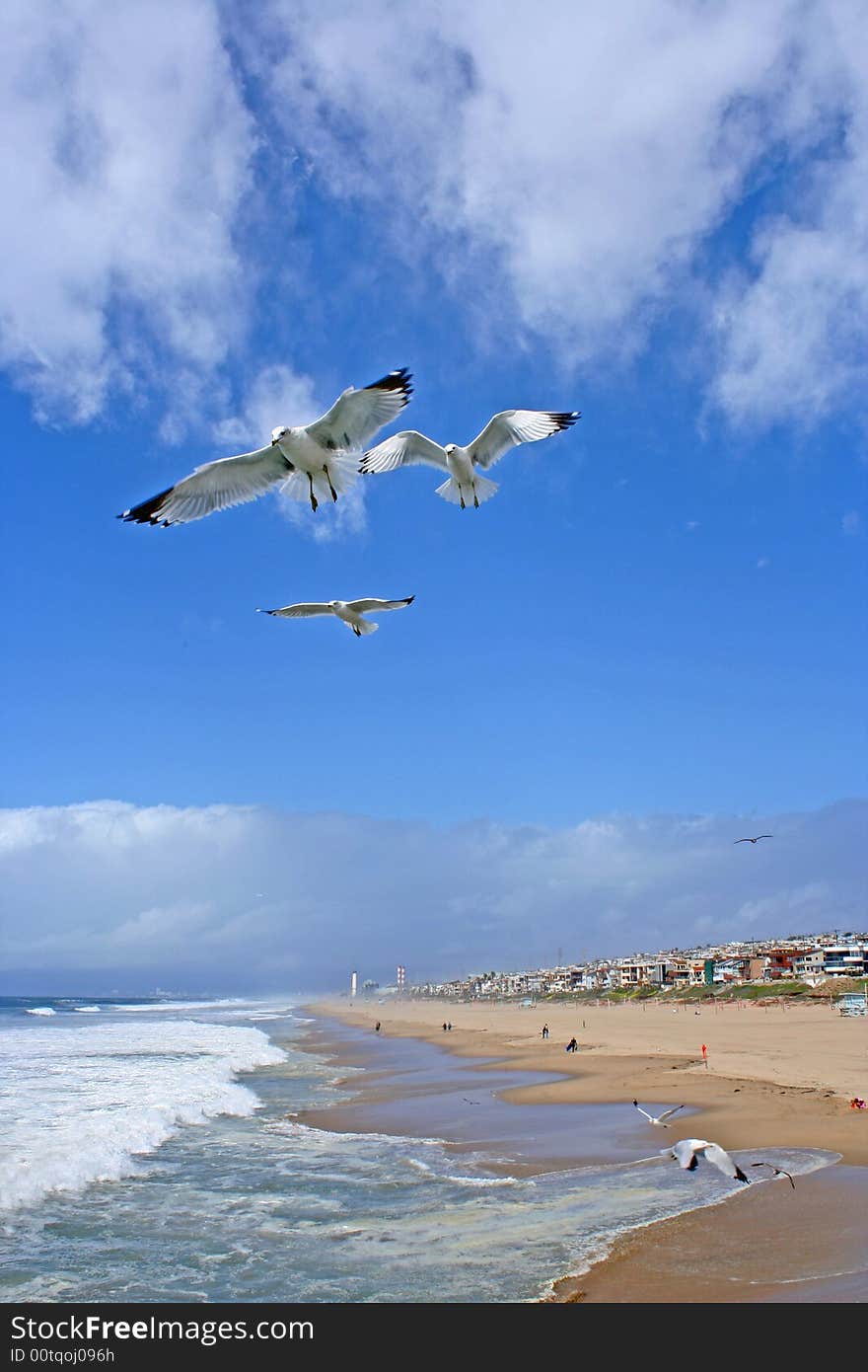 Seagulls Flying Over The Shore