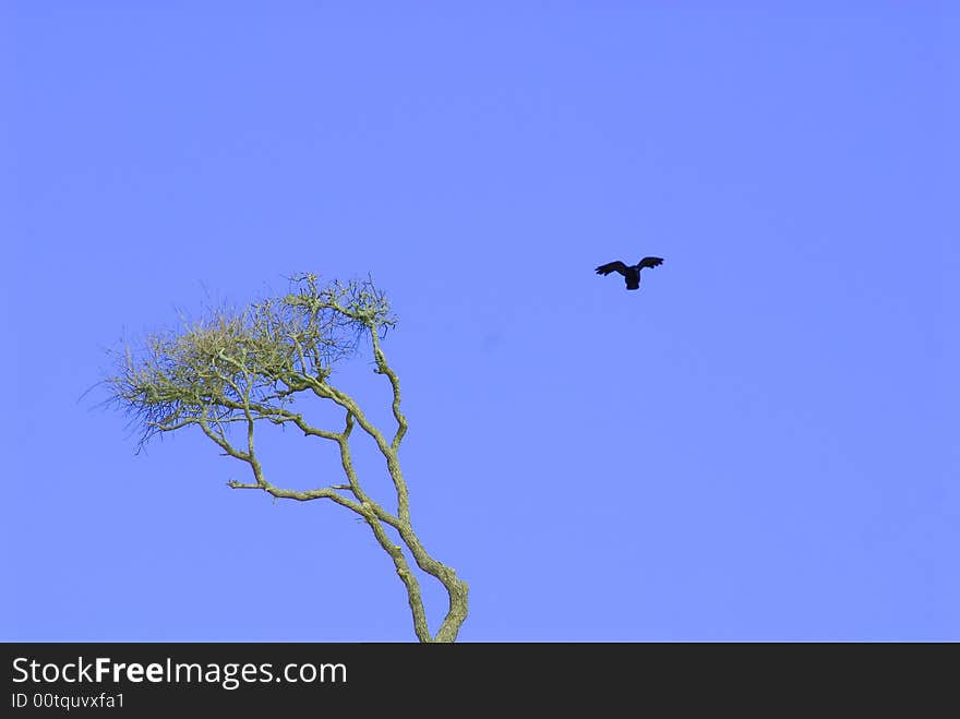 American Crow