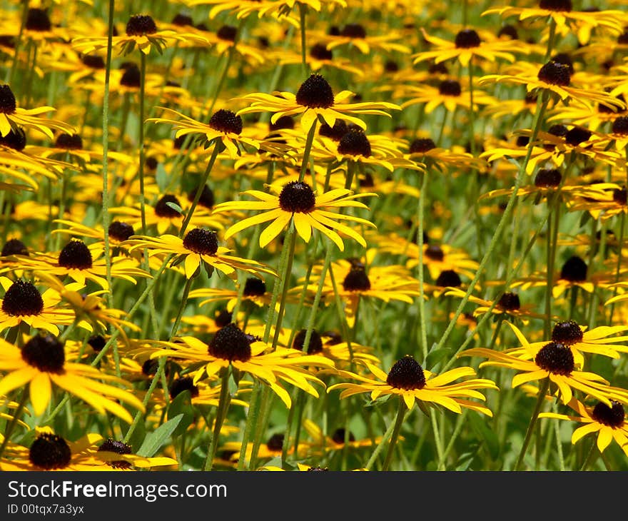 Flower meadow