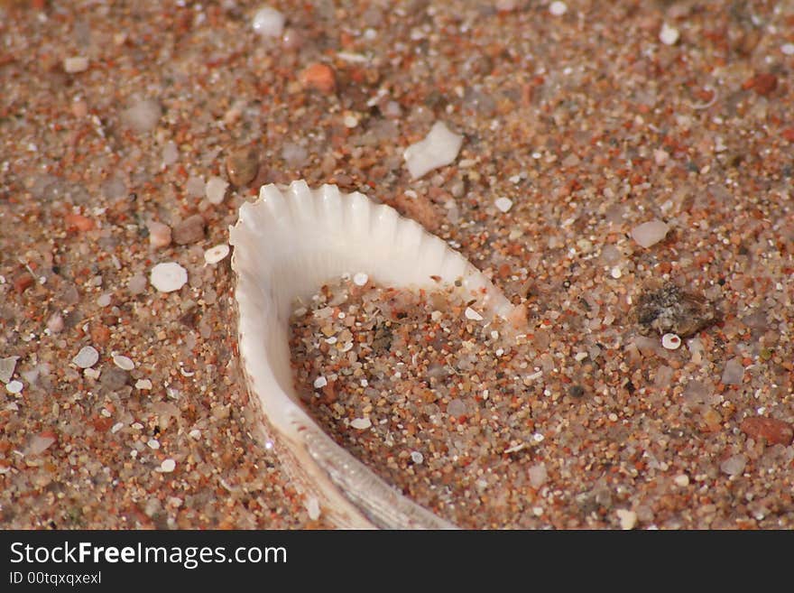 Sea shell in the sand