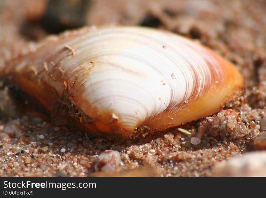 Sea shell in the sand