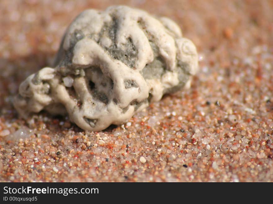 Close up of Sea shell in the sand. Close up of Sea shell in the sand