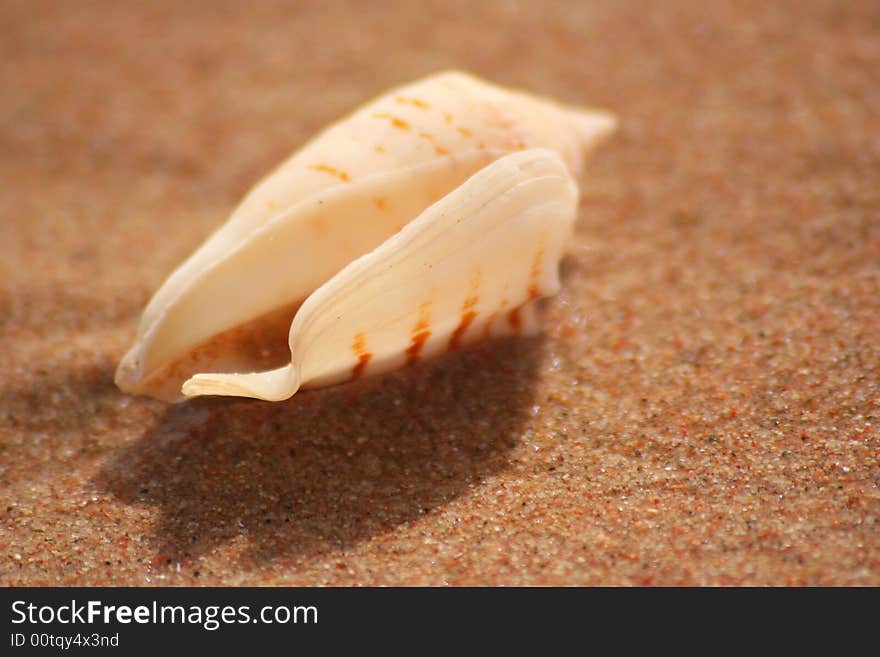 Close up of Sea shell in the sand