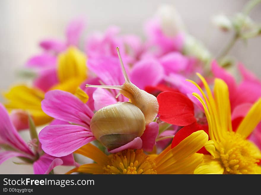 Snail in the flowers