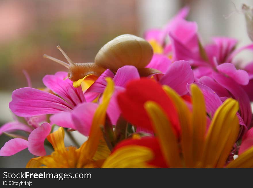 Snail in the flowers