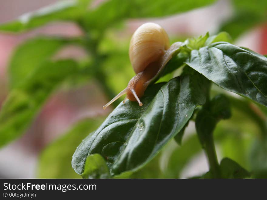 Snail On The Leaf