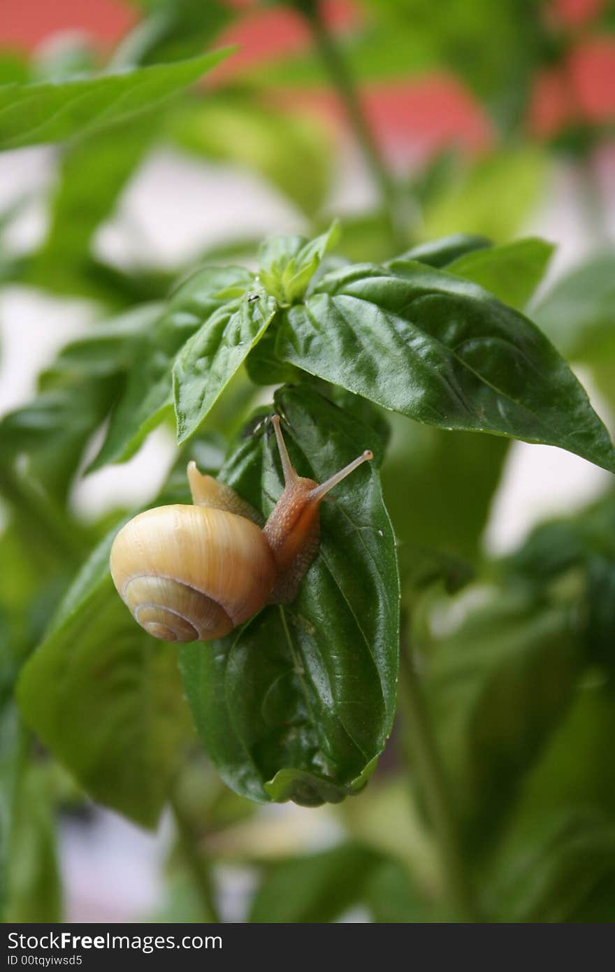 Snail on the leaves