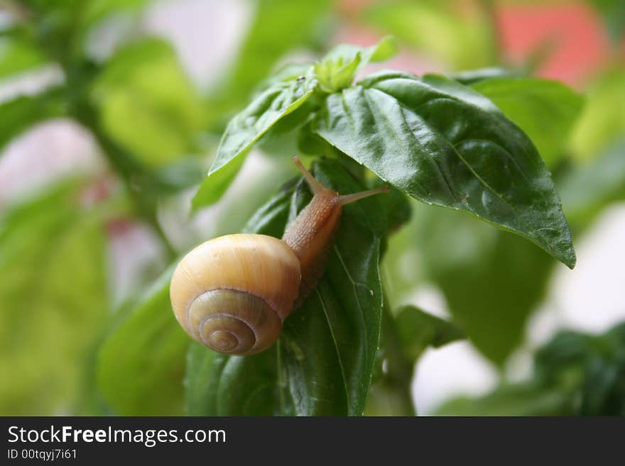 Snail under the leaves