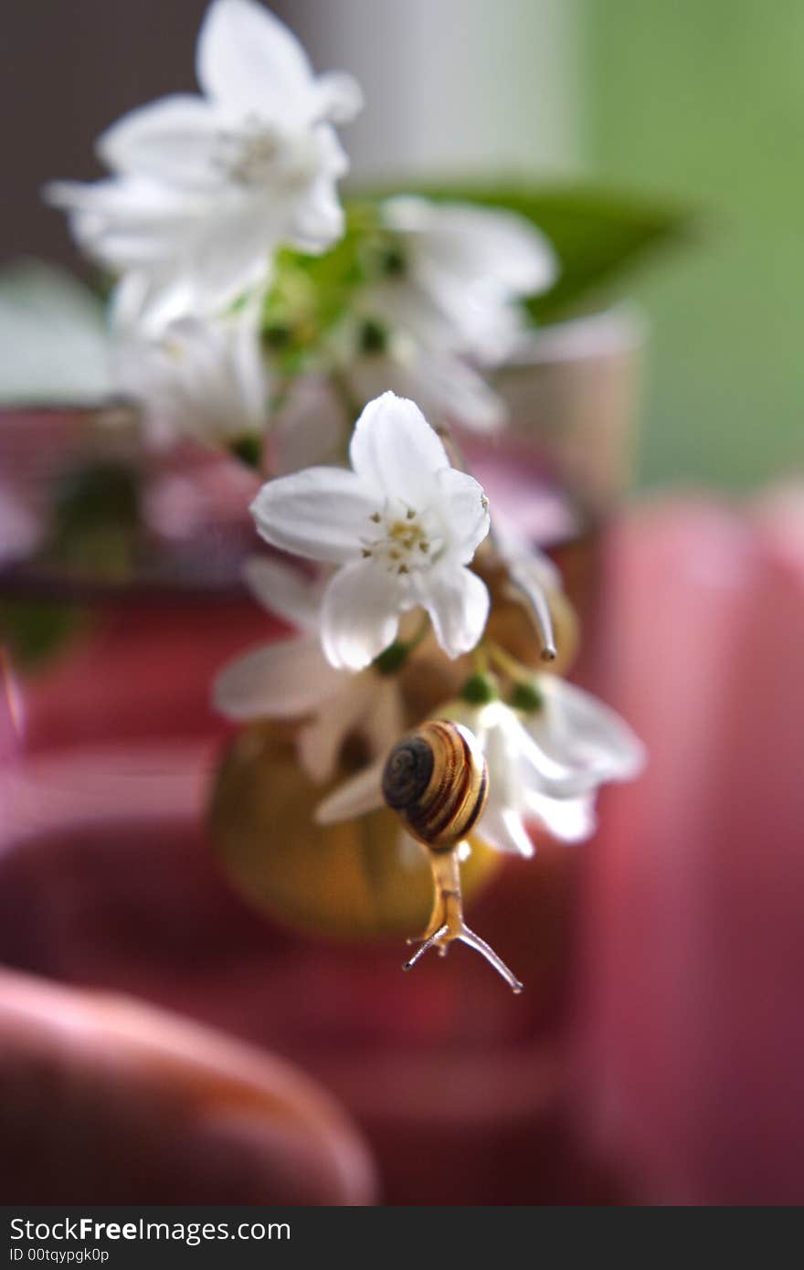 Snail baby on the tender white petal. Snail baby on the tender white petal