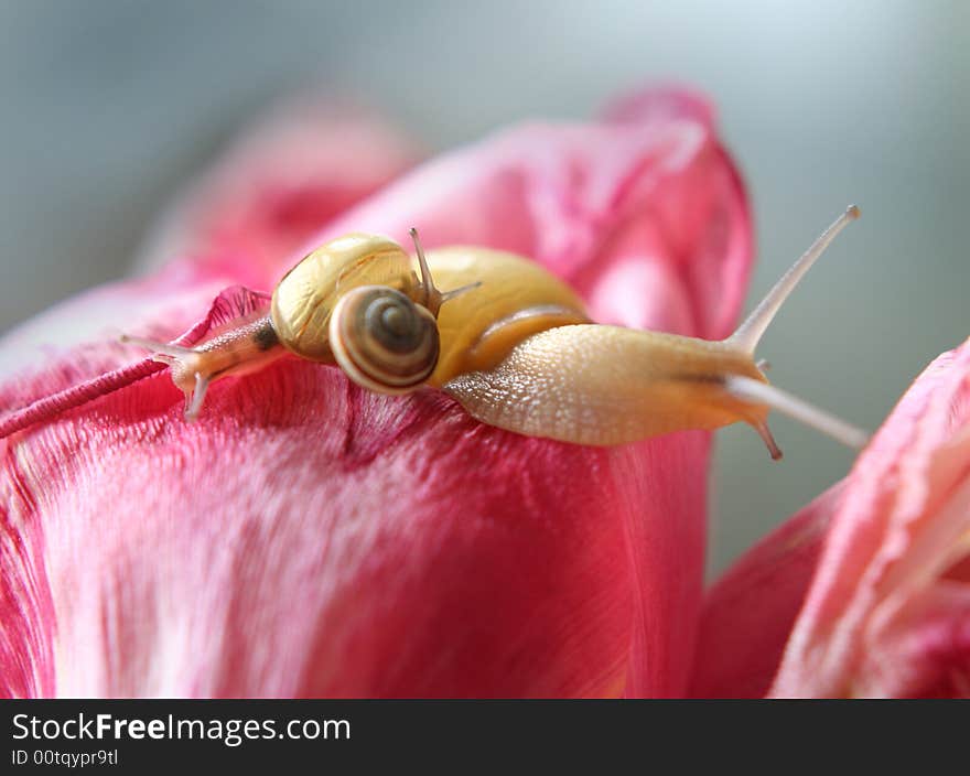 Snail family in the tender red petal. Snail family in the tender red petal