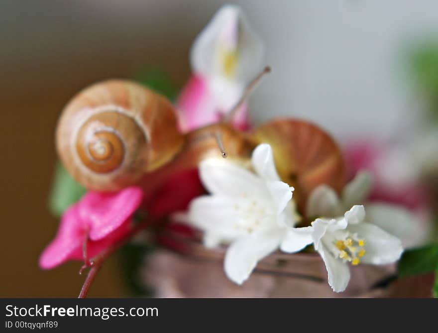 Baby Snail On The Pink Flower