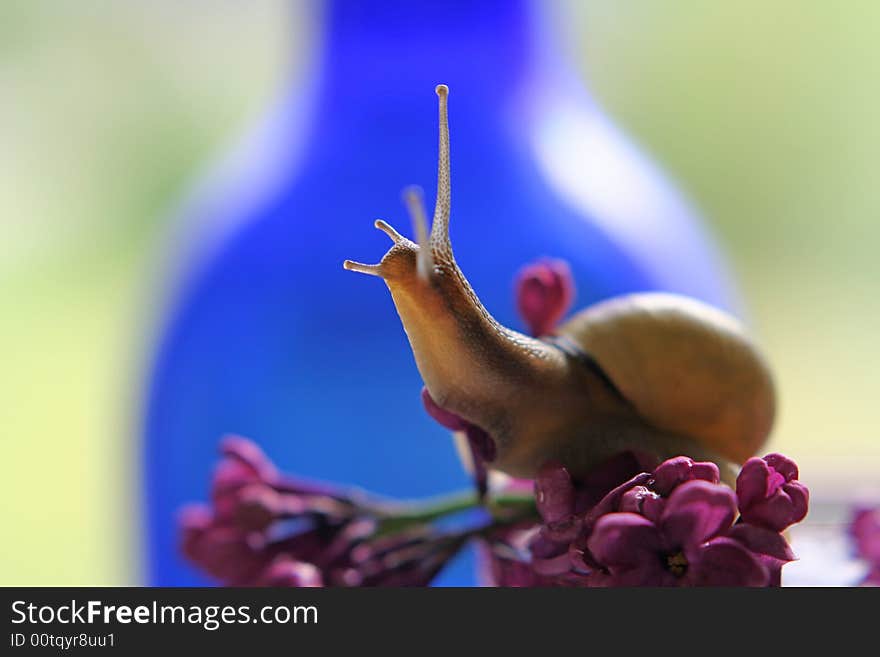 A close up of small snail over blue. A close up of small snail over blue