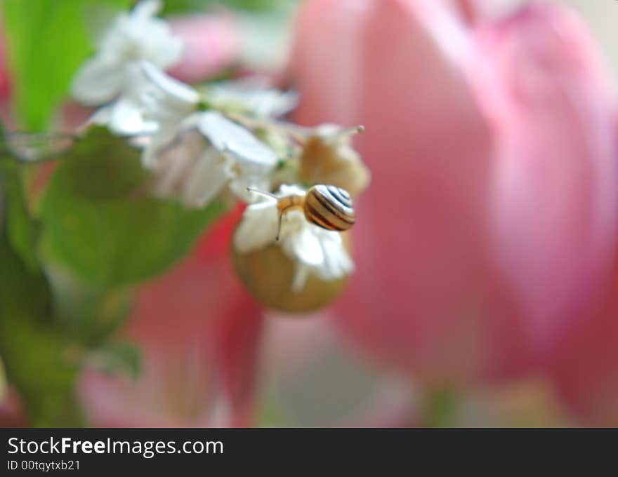 A close up of small snail over pink. A close up of small snail over pink