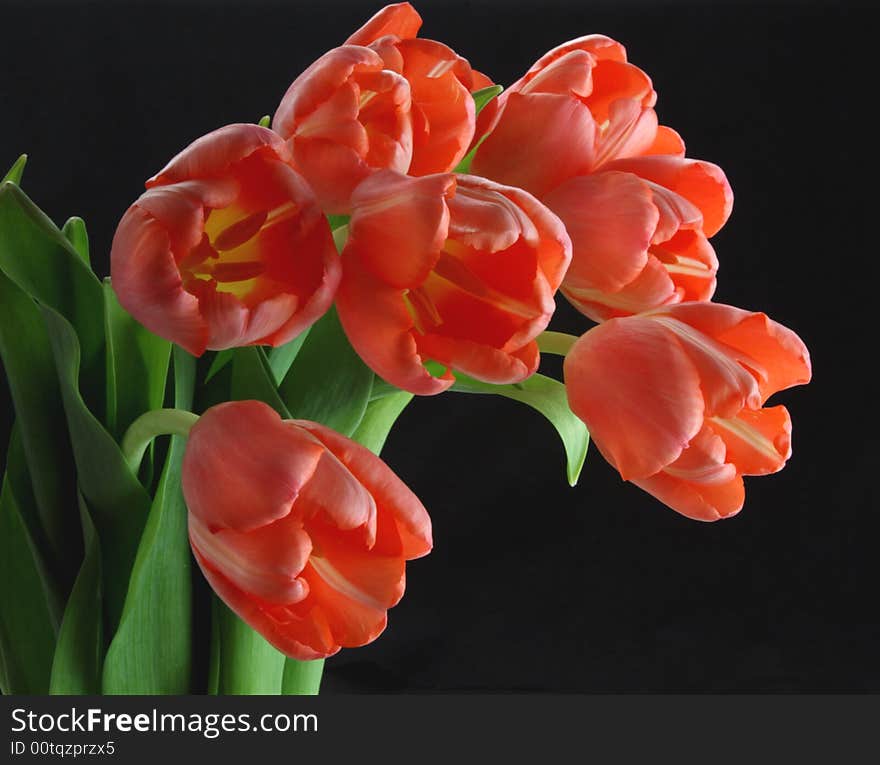 Pink Tulips Black Background