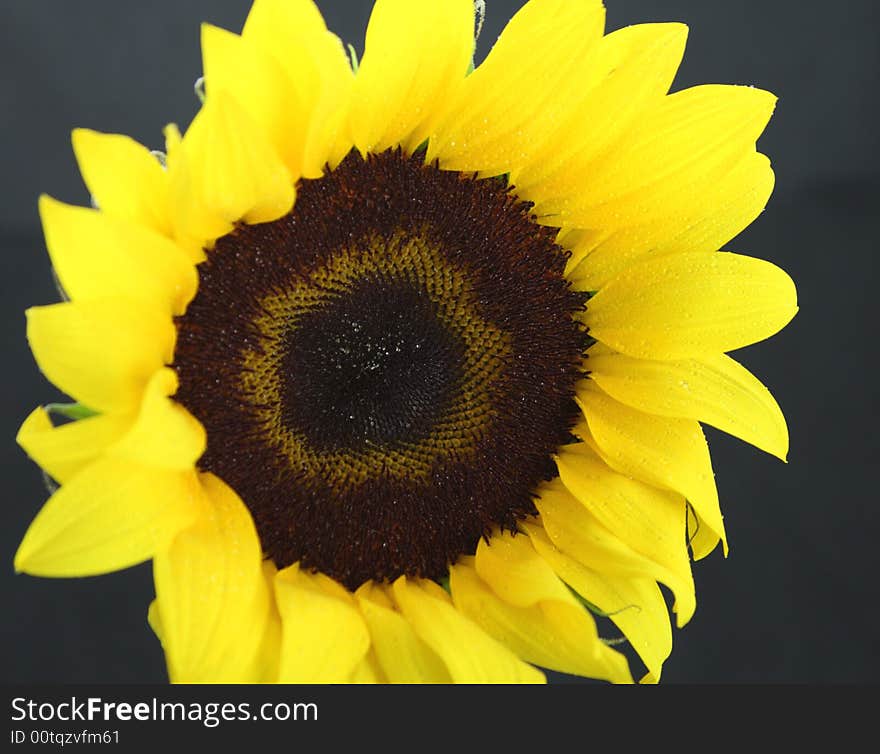 Yellow Sunflower