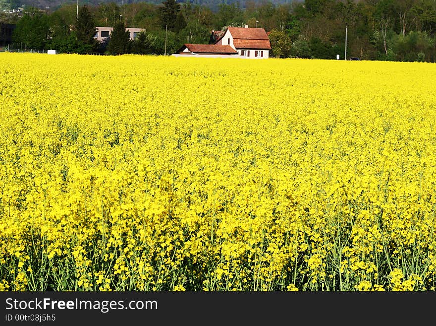 Spring field