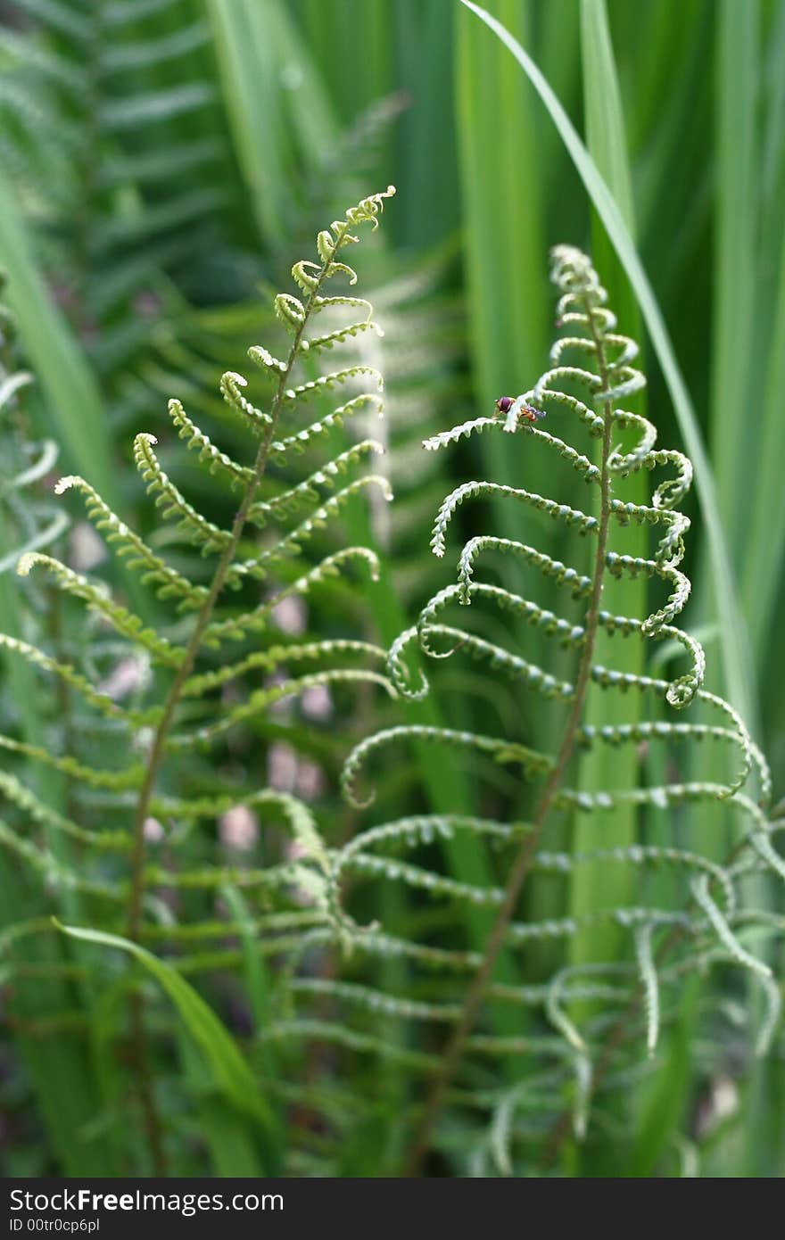 New fern leaf