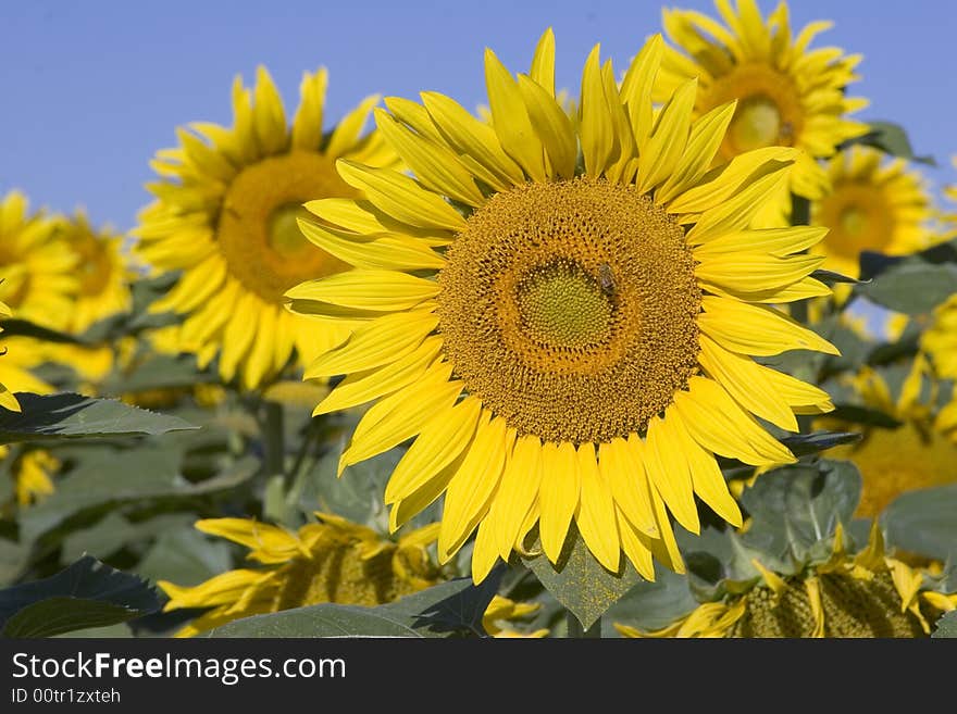 Colorado Sunflowers at peak before harvest with blue sky. Colorado Sunflowers at peak before harvest with blue sky.