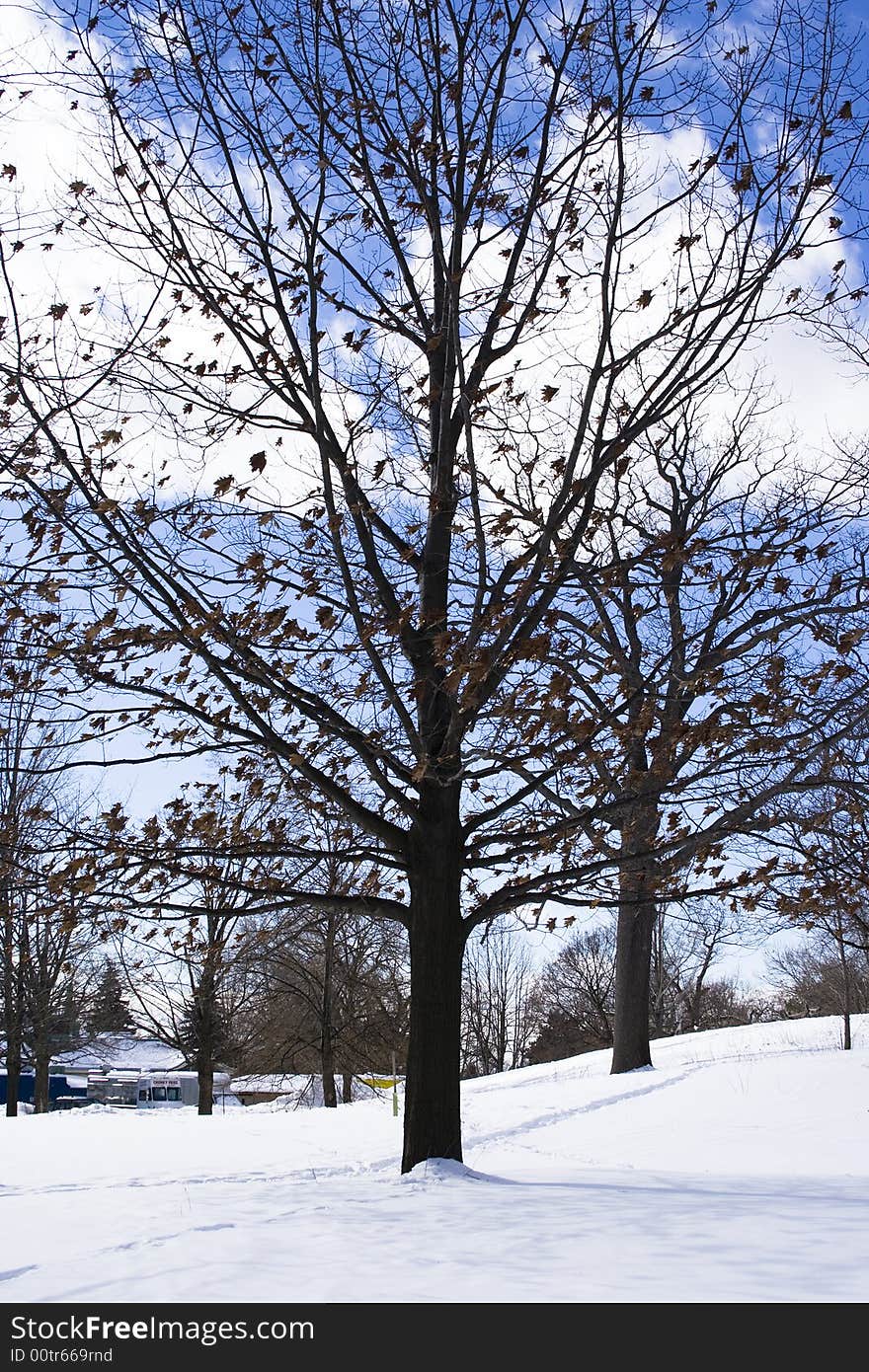 Naked trees in winter at the snowed field